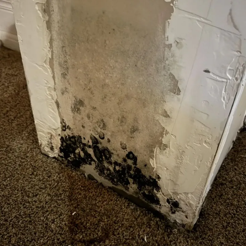 Professional Mold Removal in Colonial Heights, VA